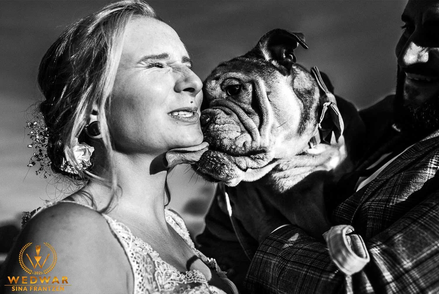 Braut wird von ihrer Bulldogge durchs Gesicht geleckt - Gewinnerbild Wedwar Award
