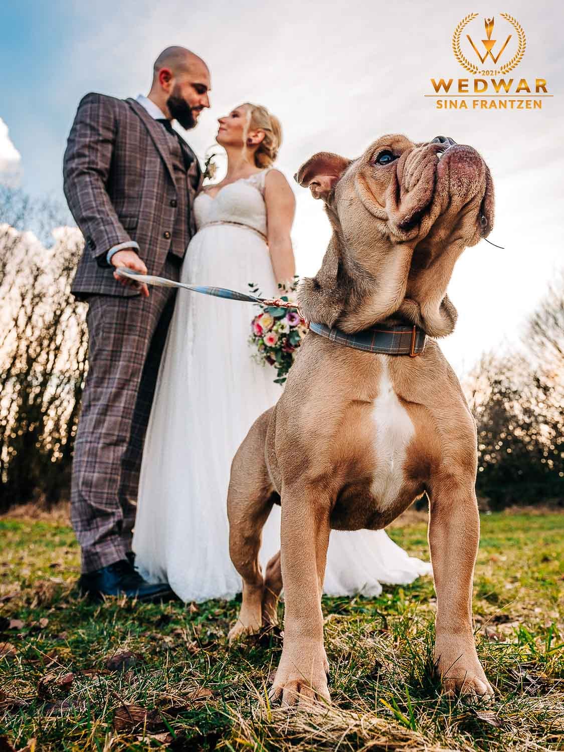 Bulldogge steht stolz vorm Brautpaar . Gewinnerbild Wedwar Awards C16 als Hochzeitsfotografin Remscheid