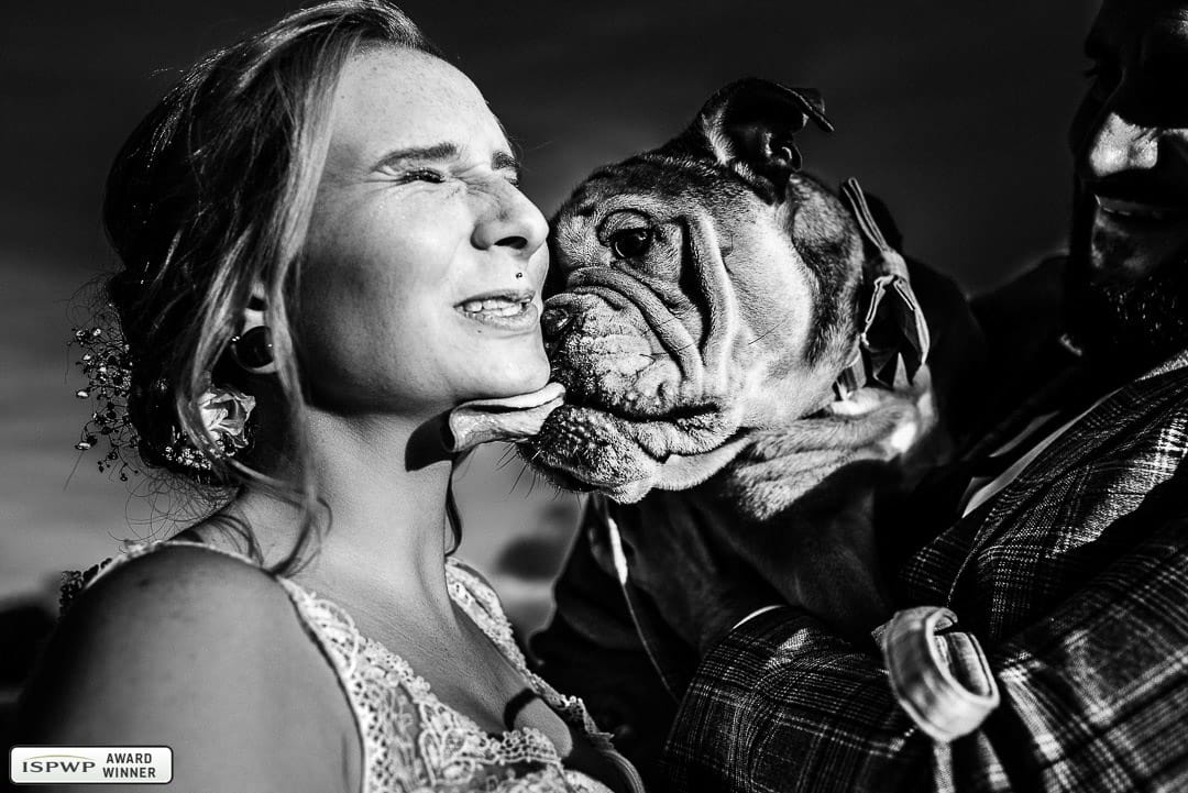 Braut wird von ihrer Bulldogge durchs Gesicht geleckt - Gewinnerbild ISPWP Awards - Hochzeitsfotografin Remscheid bildsprache Sina Frantzen