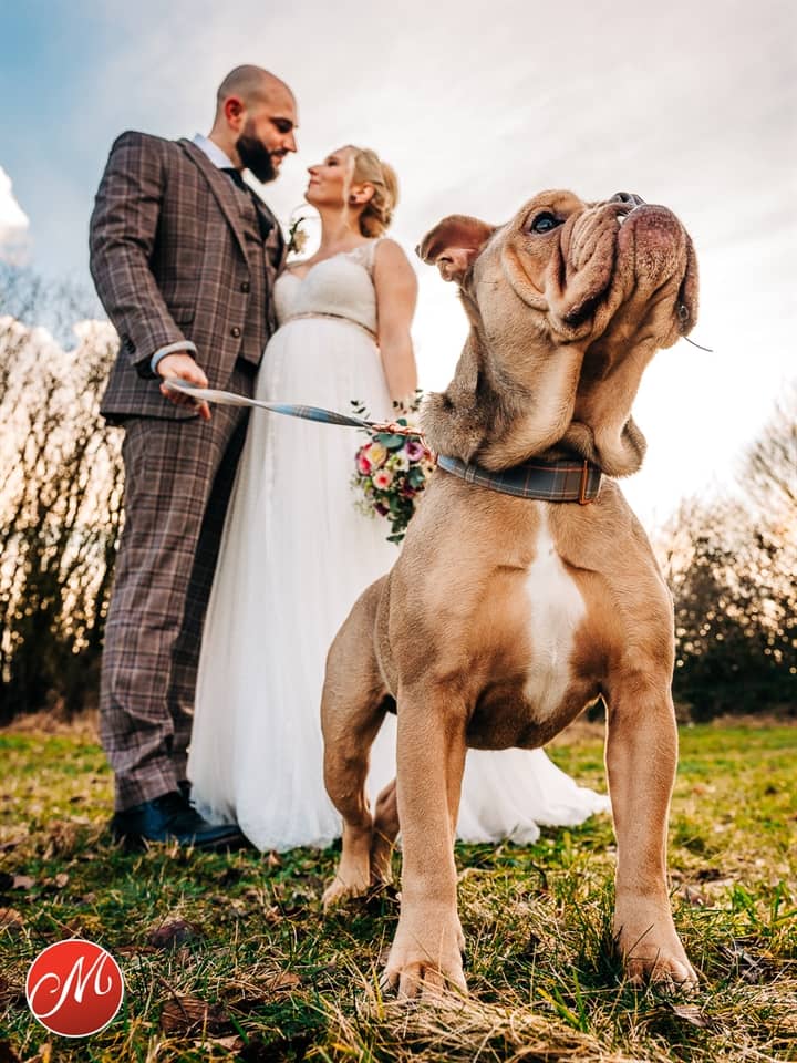 Bulldogge steht stolz vorm Brautpaar - Gewinnerbild Masters Award