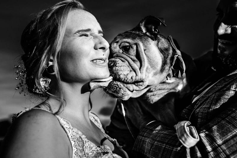 Braut wird von ihrer Bulldogge durchs Gesicht geleckt - Hochzeitsfotografin Remscheid bildsprache Sina Frantzen